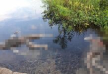Corpos de casal sao encontrados em Riacho na zona rural de São Bernardo -MA