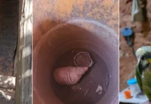 Polícia apreende macaco, tatu papagaios e armas em casa na Zona Rural de Cocal, no Piauí