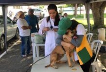 Dia “D” de Vacinação Antirrábica em cães e gatos é realizada em Joaquim Pires
