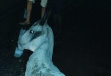 Animal na pista provoca acidente e deixa jovem em estado grave em Barras