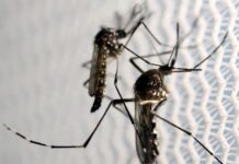 Brasil ultrapassa 500 mil casos prováveis de dengue em 2024