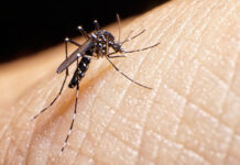 Sesapi reforça ações de combate à dengue e adota medida emergencial contra aumento