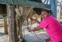 SAF reúne produtores do Território dos Cocais para a retomada do programa PAA Leite