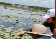 Secretaria de Meio Ambiente e alunas da UFDPAR realizam coleta de plantas da Lagoa do Cajueiro