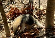 Semarh realiza ação educativa em área de soltura de animais silvestres