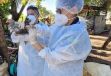 Sada e Adapi intensificam monitoramento de granjas como prevenção à gripe aviária no Piauí