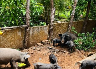 Adapi confirma foco de peste suína em Pedro II e sacrifica 17 porcos