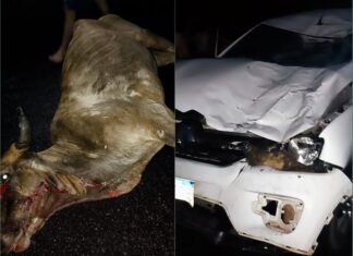 Colisão com vaca deixa veículo destruído na PI-214 em Joca Marques